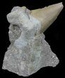 Bargain Otodus Shark Tooth Fossil In Rock - Eocene #60207-1